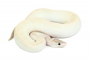 Python regius, ivory
